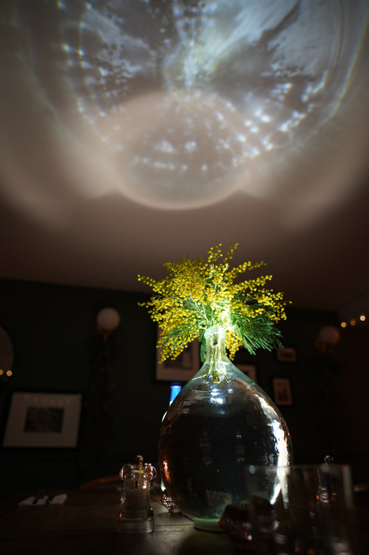 fleurs de mimosa éclairées par dessous dans un vase avec halo lumineux au plafond